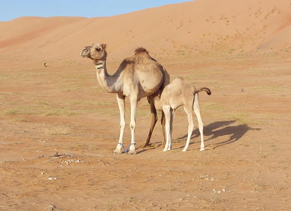 Delight Desert Camp Al Wasil Bagian luar foto
